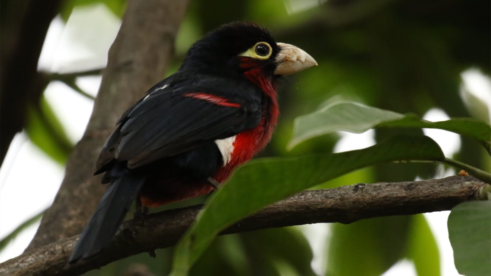 南特保持边中连线打出有效配合