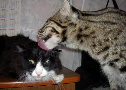 失误控制最严谨的球队打法解析，失误最少的控球后卫