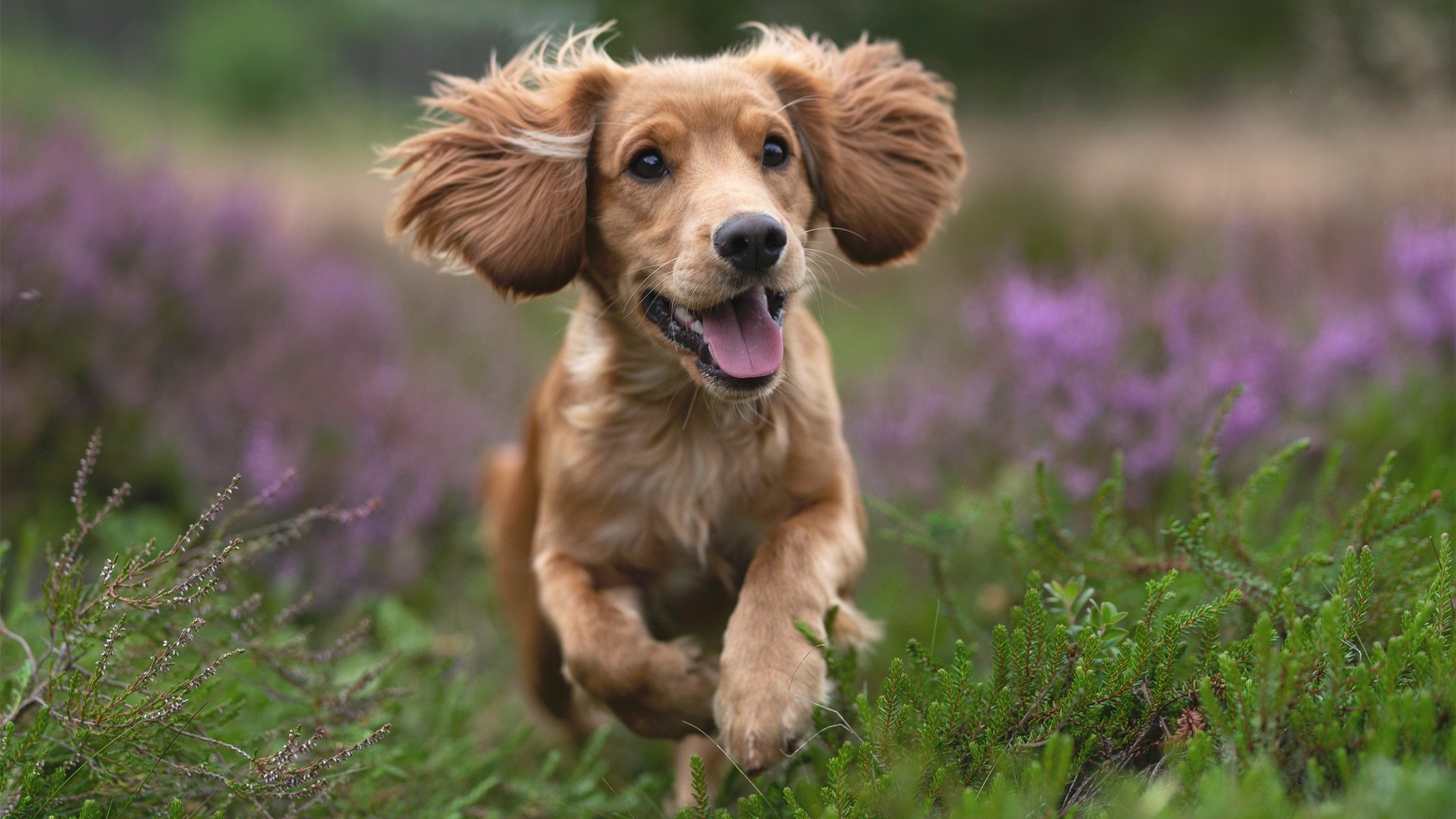 奥预赛中国青年队晋级 球迷振奋人心，中国青年奥运冠军