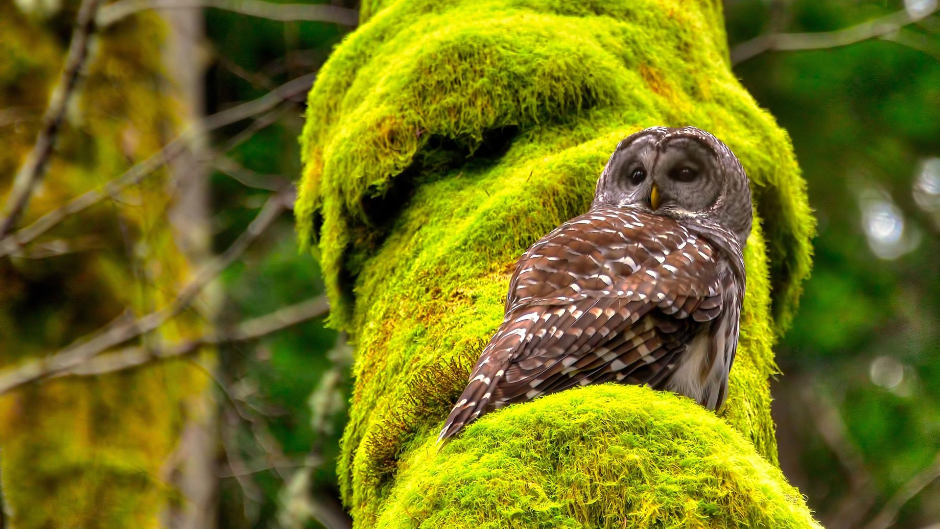 开云体育登录-拉齐奥精准传导掌握中场控制权，拉齐奥的传奇球员