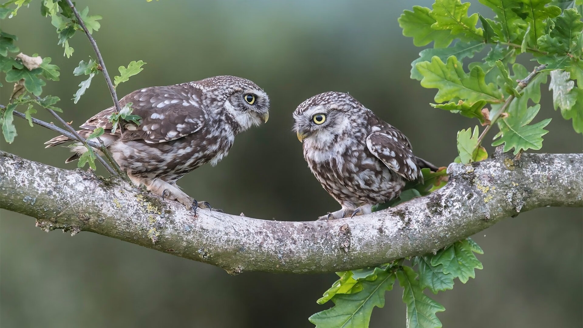 开云体育app-职业联赛主场氛围营造手段单一，俱乐部职业队为主的联赛
