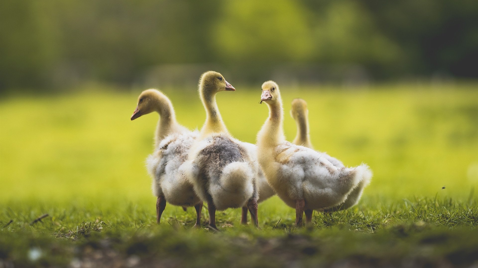 开云体育下载-中国篮球促进体教融合搭建多维发展路径，篮球体育教育