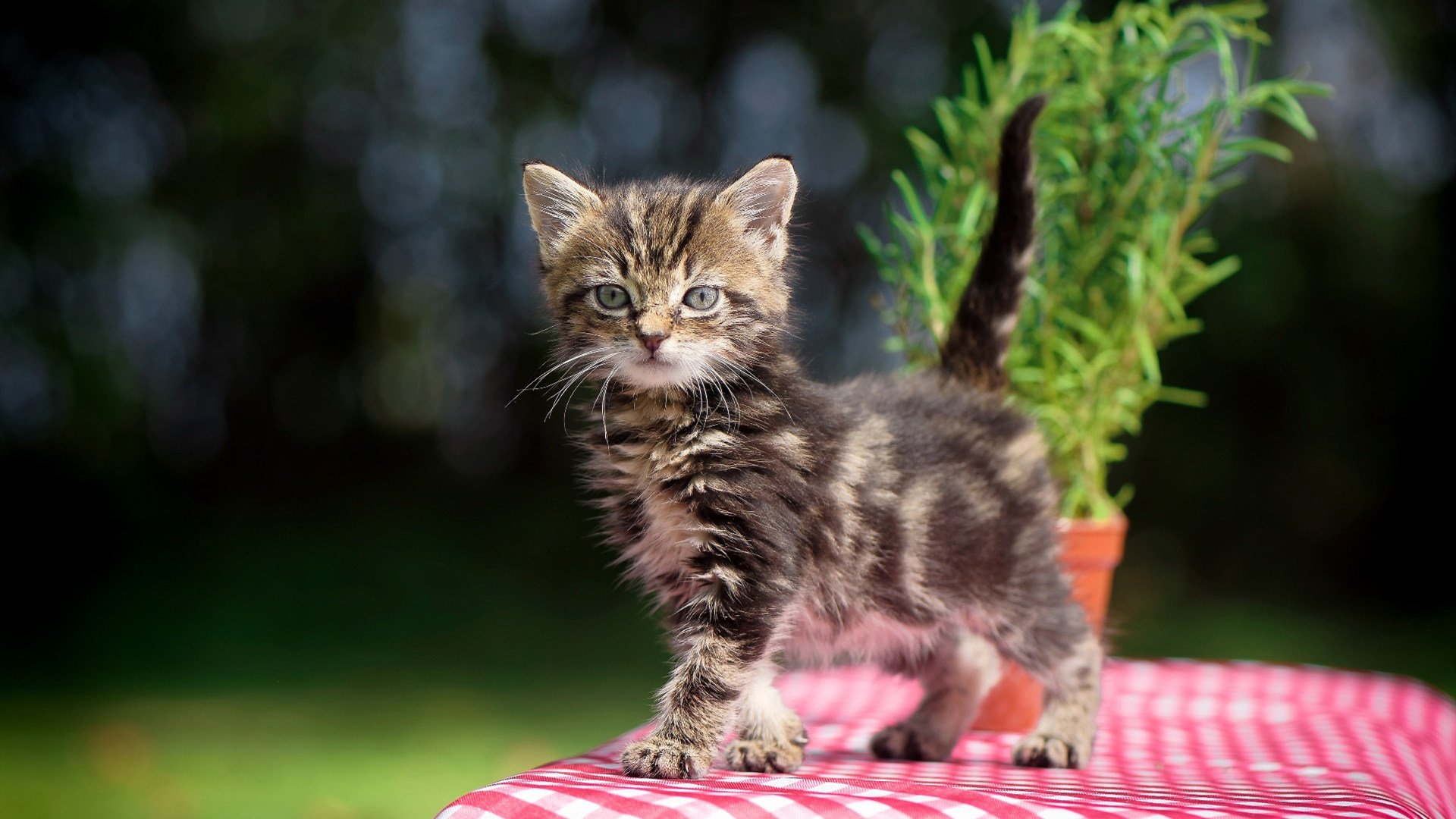 开云体育登录入口-体育新闻中心赛后情绪释放，体育比赛新闻报道范文